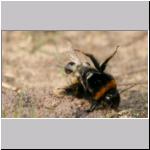 Andrena vaga - Weiden-Sandbiene vs Erdhummel 03.jpg